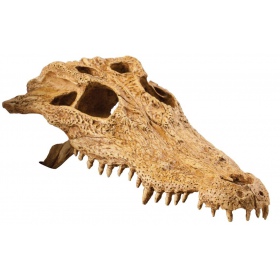 Exo Terra T-Rex skull (dinosaur skull)